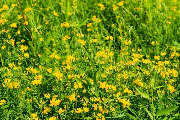 Fleurs sauvages au jour d'été — Photo