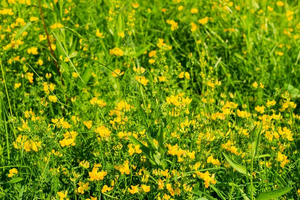 Vilda blommor på sommardagen — Stockfoto