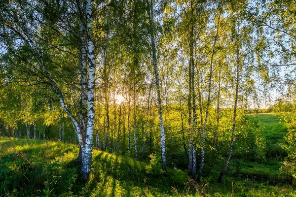 Берези Лісова на Сонячний літній вечір. — стокове фото