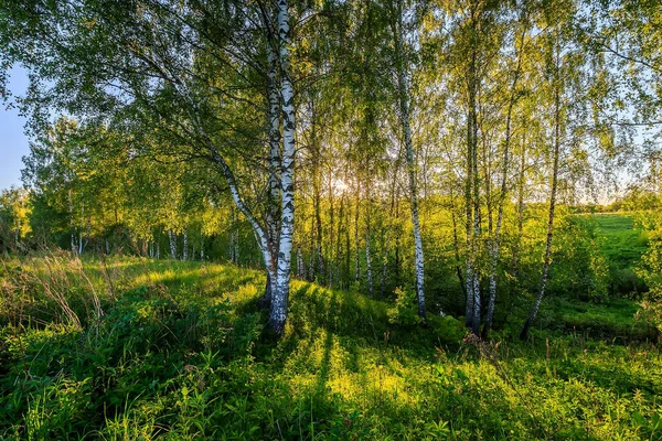Birch a nyári napos este erdő. — Stock Fotó