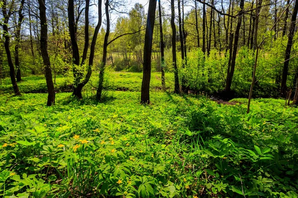 Весняний ліс на сонячний день . — стокове фото