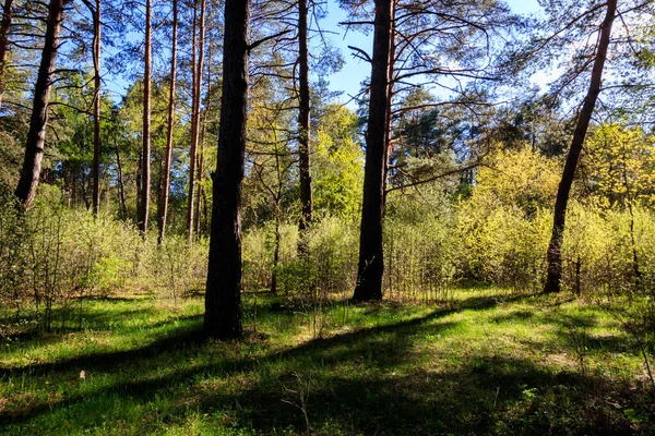 Sushine in het voorjaar dennenbos met bomen en gras. — Stockfoto