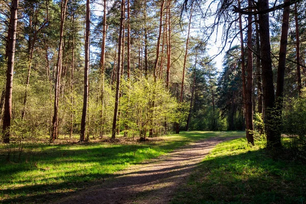 Sushine at spring pine forest with footpath and grass. — Stock Photo, Image