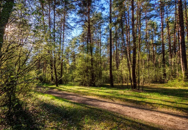 Сушилка в сосновом лесу с тропинкой и травой . — стоковое фото