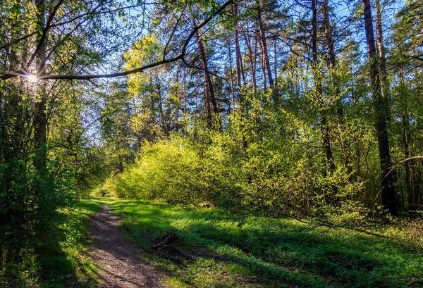 Sushine in het voorjaar dennenbos met voetpad en gras. — Stockfoto