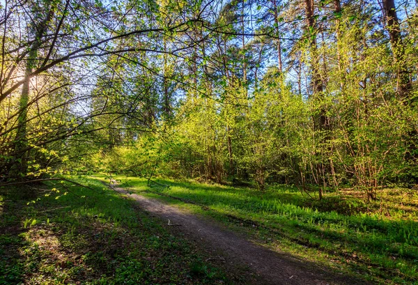 Szusi a tavaszi fenyőerdőben, gyalogúttal és fűvel. — Stock Fotó