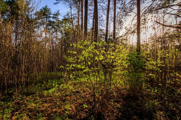 Západ slunce při jarním borovicovém lese se stromy a trávou. — Stock fotografie
