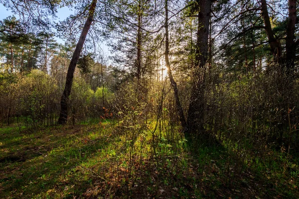 Zachód słońca w wiosennym lesie sosnowym z drzewami i trawą. — Zdjęcie stockowe