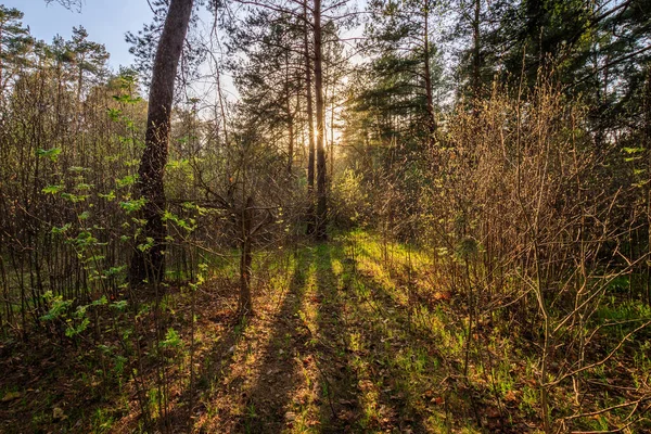 Захід сонця навесні сосновий ліс з деревами і травою . — стокове фото