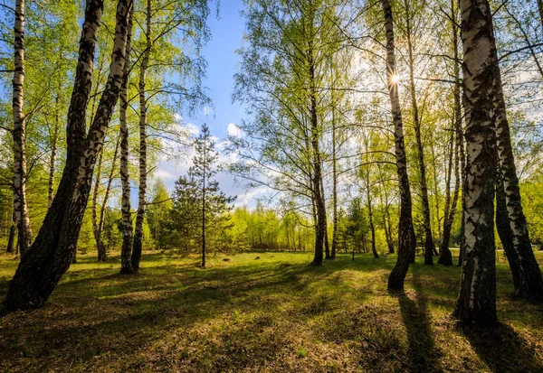 Nyírfa erdő fiatal levelekkel tavasszal. — Stock Fotó