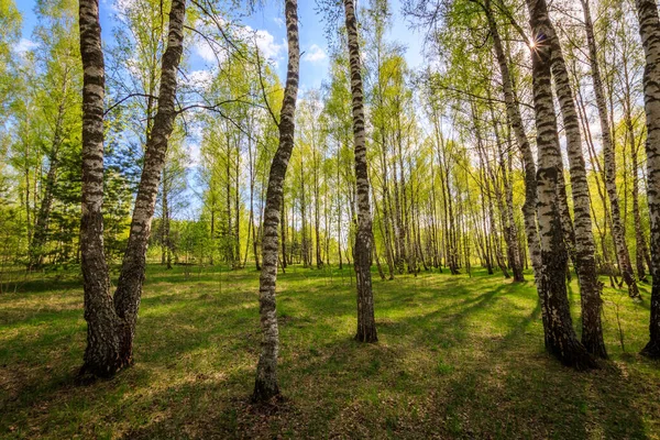 Березовий ліс з молодим листям навесні. — стокове фото