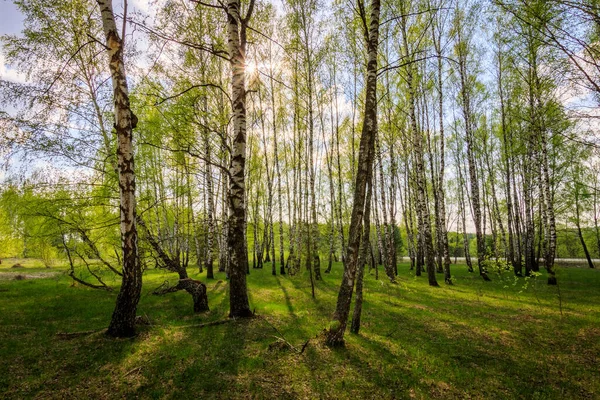 Березовий ліс з молодим листям навесні. — стокове фото