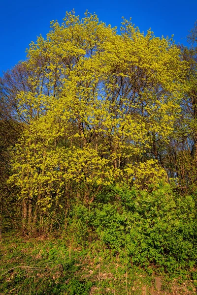 Paisagem com maçãs florescentes na primavera — Fotografia de Stock