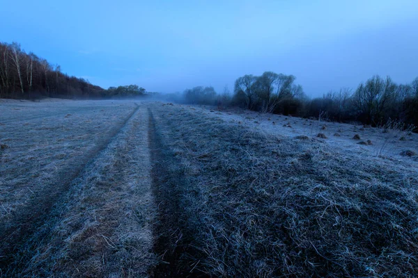 Willows and grass covered with hoarfrost in the fog.