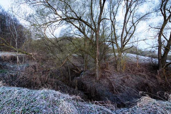 Vrby a tráva pokryté chraplavým mrazem v mlze. — Stock fotografie