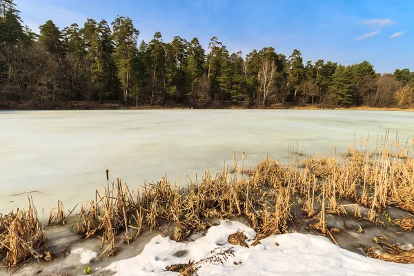 Последний лед в пруду в сосновом лесу — стоковое фото