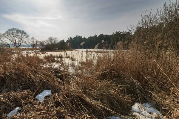 Dernière glace dans l'étang à la forêt de pins — Photo