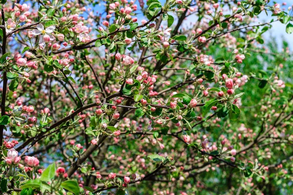 Flori de flori de mere în sezonul de primăvară — Fotografie, imagine de stoc