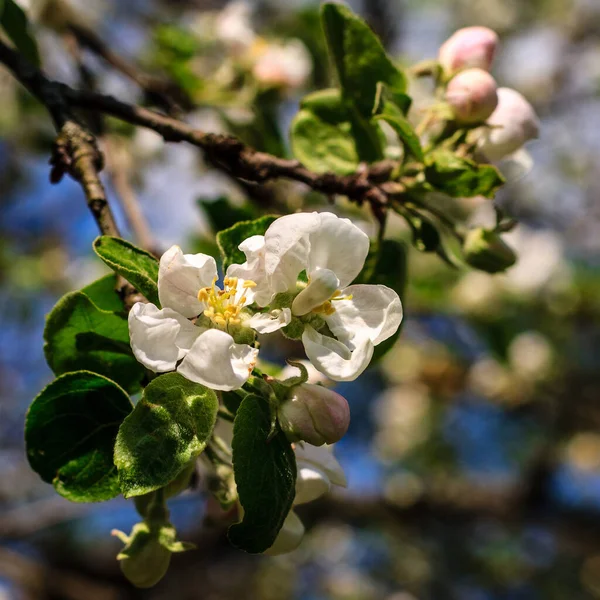 Flowers of the apple blossoms at spring season