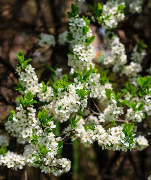 Flores das flores de cereja em um dia de primavera — Fotografia de Stock