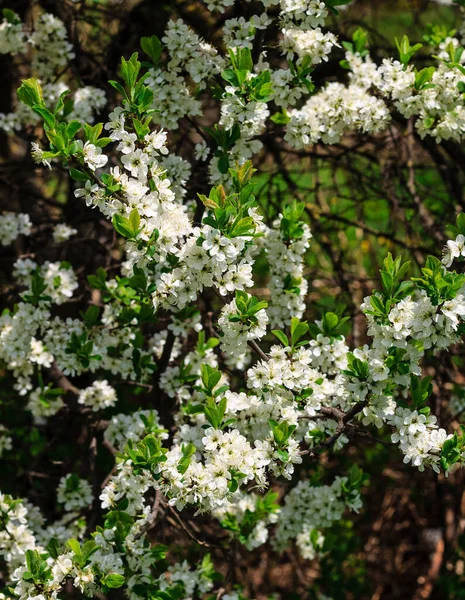 Flores das flores de cereja em um dia de primavera — Fotografia de Stock