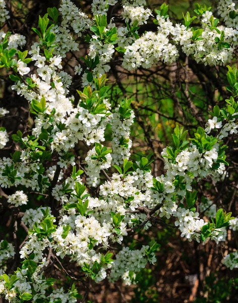 Las flores de los cerezos florecen en un día de primavera —  Fotos de Stock