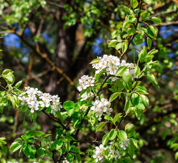 Peral floreciente a principios de primavera con cielo azul en el backgro —  Fotos de Stock