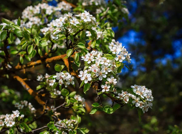 Peral floreciente a principios de primavera con cielo azul en el backgro —  Fotos de Stock