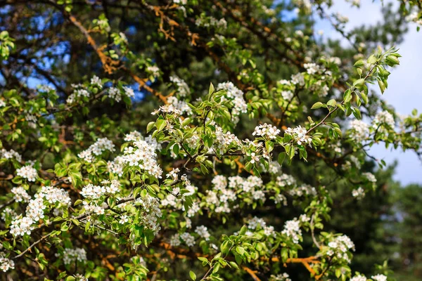 Kvetoucí hrušeň strom na začátku jara s modrou oblohou v backgro — Stock fotografie