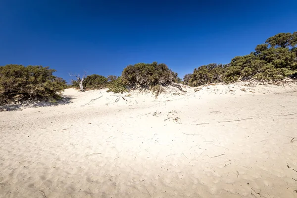 Paisaje de la isla Chrissy en un día soleado de verano con árboles secos, arena blanca y cielo azul claro . —  Fotos de Stock