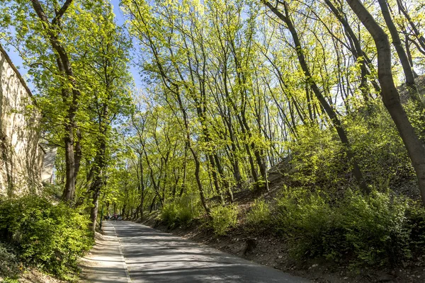 Парк з деревами і травою в Празі.. — стокове фото