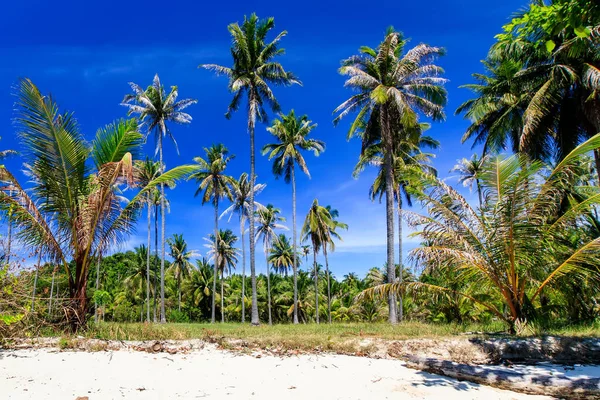 Árvores em uma ilha tropical praia em um dia ensolarado . — Fotografia de Stock