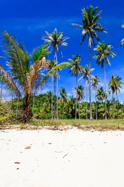 Stromy na tropické ostrovní pláži za slunečného dne. — Stock fotografie