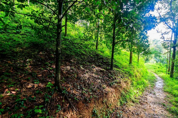 Ein tropischer Wald am Morgen. — Stockfoto