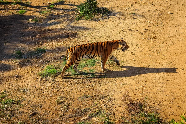 Оранжевый тигр в зоопарке Туниса . — стоковое фото