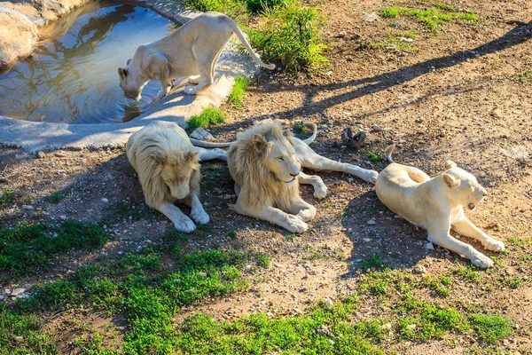 Stolz der weißen Löwen im Zoo — Stockfoto