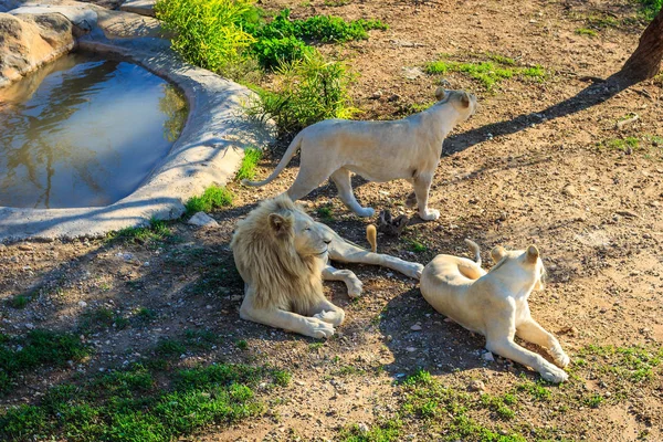 Pride of white lions at zoo