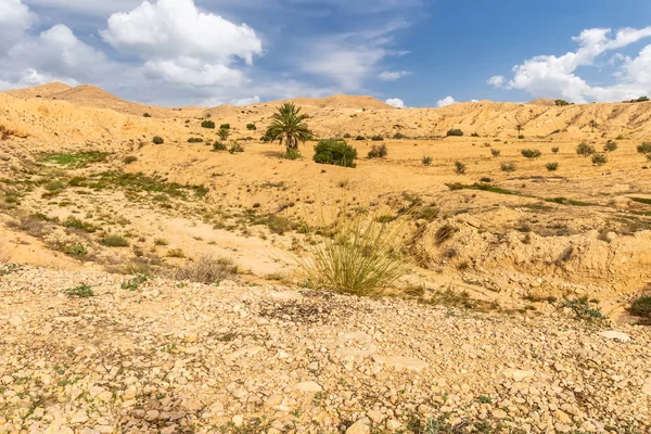 Σκηνή από πέτρα της ερήμου Σαχάρα το απόγευμα. — Φωτογραφία Αρχείου
