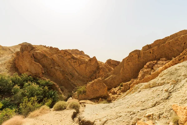 Taş çöldeki kanyonda vaha manzarası.. — Stok fotoğraf