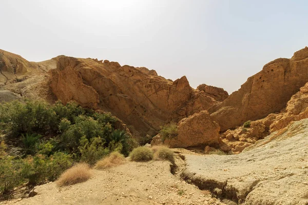 Krajina oázy v kaňonu v kamenné poušti. — Stock fotografie