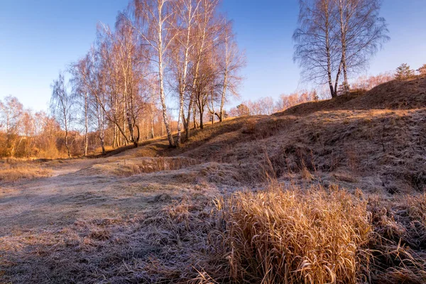 Birch trees and golden grass covered with hoarfrost in late autu — Stock Photo, Image