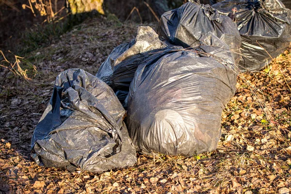 Sacs poubelles en plastique jetés dans la nature parmi les bouleaux. Ensoleillé — Photo