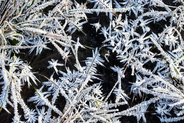 晩秋の晴れた日には霜で覆われた草 — ストック写真