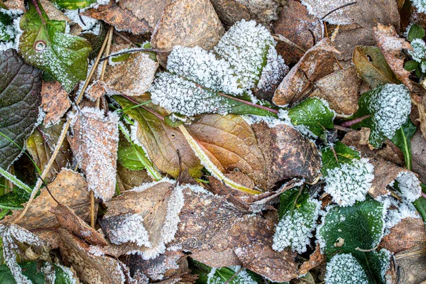 Hojas verdes y marrones cubiertas de escarcha a finales de otoño o — Foto de Stock