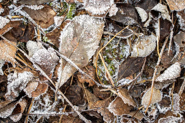 Bruna fallna löv täckta med hesparfrost på senhösten eller örat — Stockfoto