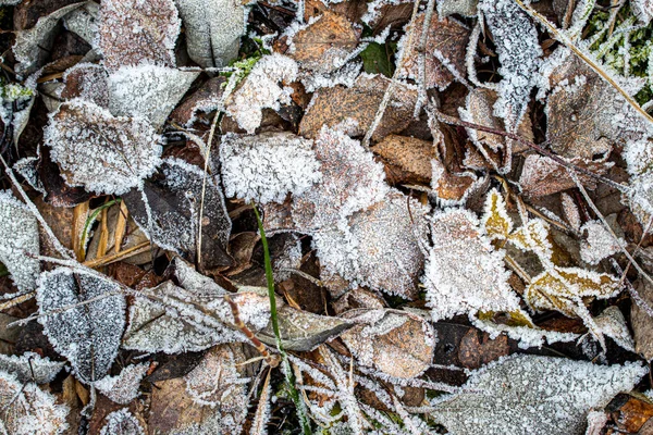 Hnědé spadlé listy pokryté chrastítkem na konci podzimu nebo ucha — Stock fotografie