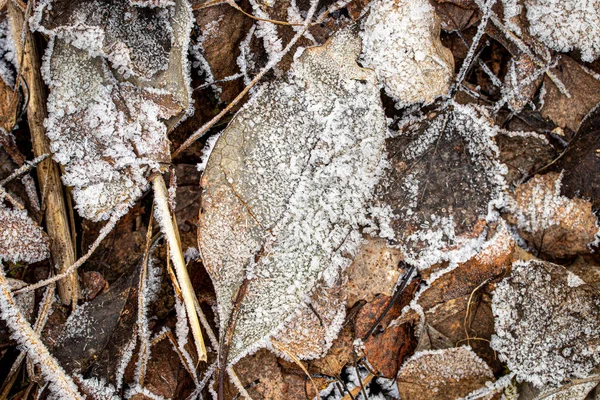 Hojas marrones caídas cubiertas con escarcha a finales de otoño u oreja — Foto de Stock