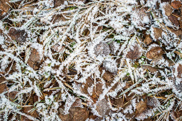 Fallen leaves and grass covered with hoarfrost in late autumn or — Stock Photo, Image