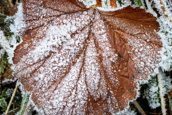 Hoja marrón caída cubierta con escarcha a finales de otoño o principios de — Foto de Stock