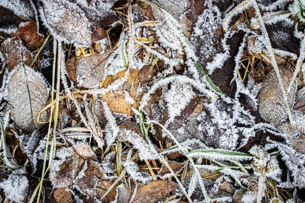 Hojas caídas y hierba cubierta de escarcha a finales de otoño o — Foto de Stock